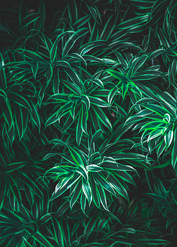 Grass, Leaves, Plant, Macro, Vegetation, Striped HD phone wallpaper