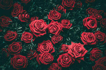 Flowers, Roses, Bush, Buds HD wallpaper