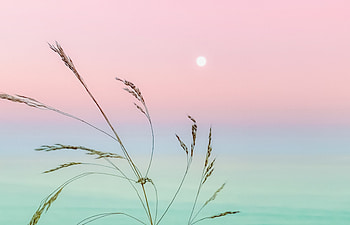 Morning Leaf Pink Sky Weather , nature, morning, relaxing HD wallpaper