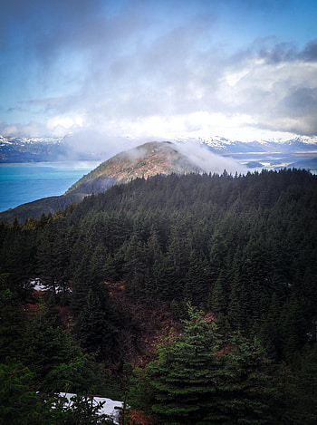 Nature, Trees, Coast, Fog, Spruce, Fir, Hill HD phone wallpaper