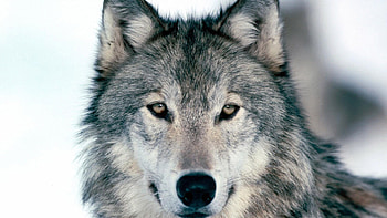 Preview wolf, winter, snow, face, eyes, predator HD wallpaper