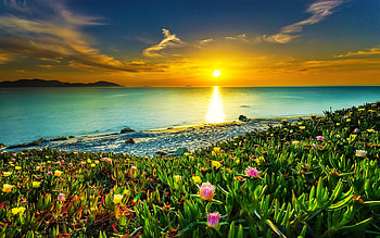 Beautiful sea sunrise, reflection, coast, ocean, sunset, sunrise, sea, beautiful, wildflowers, summer, sky HD wallpaper