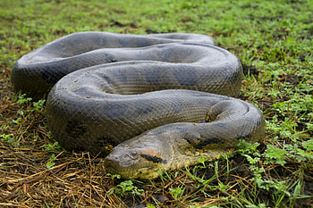 Anaconda, Green anaconda, Naturerules1 wiki HD wallpaper