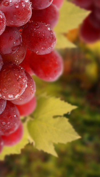 Wet grapes, Dripping leaves, Water droplets, Captivating HD phone wallpaper