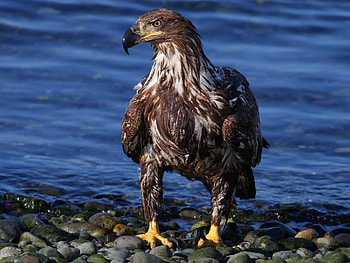 Animals, Stones, Sea, Shore, Bank, Bird, Predator, Eagle HD wallpaper