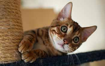 Animals, Cat, Muzzle, Claws, Claw HD wallpaper