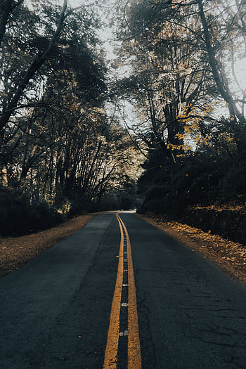 Nature, Trees, Autumn, Road, Asphalt HD phone wallpaper