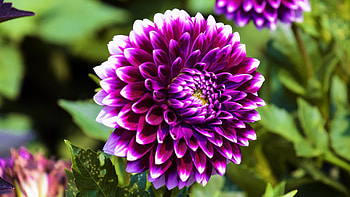 Dahlia, nature, plants, flower HD wallpaper