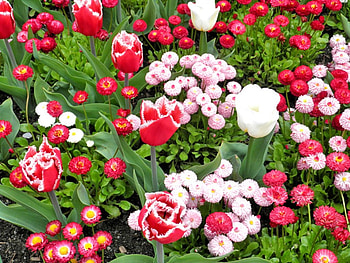 A riot of colour, island, canada, buchart, vancouver HD wallpaper