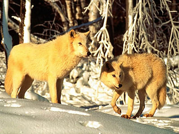 Wolf , , wolf, , snow HD wallpaper