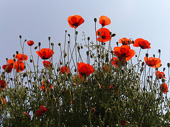 poppies1, nature, flowers HD wallpaper