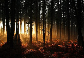 Morning sun, wood, sunlight, trees, ferns, forest, empty, dark HD wallpaper