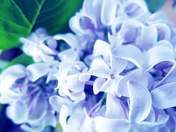 Flowers, Lilac, Plant, Macro HD wallpaper