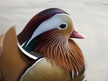 Bird, birds, animals HD wallpaper