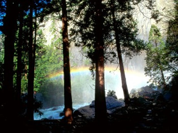 raibow in the woods, rays, trees, rainbow HD wallpaper