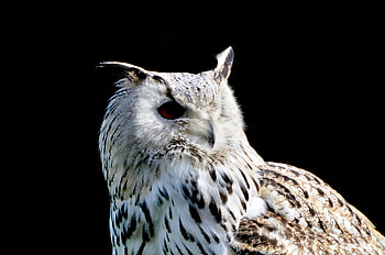 Siberian owl, portrait, bird HD wallpaper