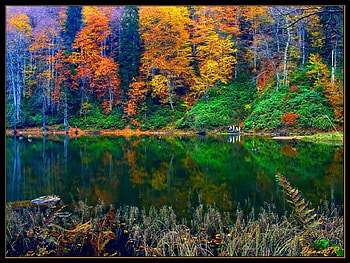 flame of the autumn, autumn, flame HD wallpaper