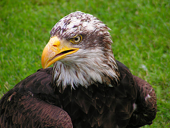 Animals, Bird, Predator, Eagle, Bald Eagle, White-Headed Eagle HD wallpaper