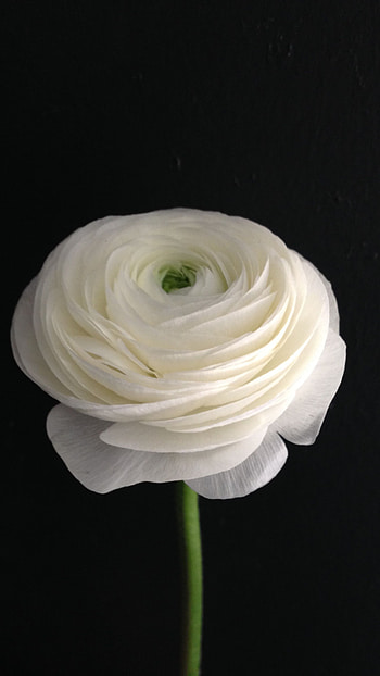 Ranunculus, Flower HD phone wallpaper