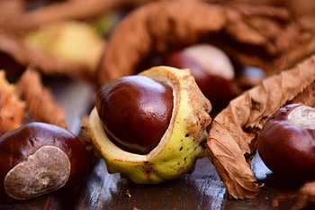 Food, Fruit, Ripe, Chestnut HD wallpaper