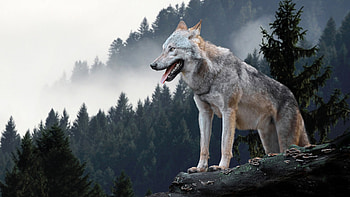 Wolves, lone, paw, Animal HD wallpaper