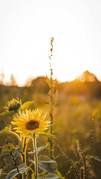 Flowers, Rays, Beams, Petals, Sunflower HD phone wallpaper