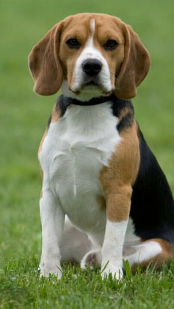 Dogs, Cute Dog HD phone wallpaper