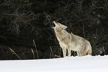 Howling, Coyote HD wallpaper