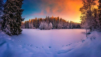 Winter Light, morning, snow, sunrise, winter, trees, landscape HD wallpaper