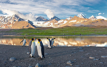 Animals, Birds, Pinguins HD wallpaper