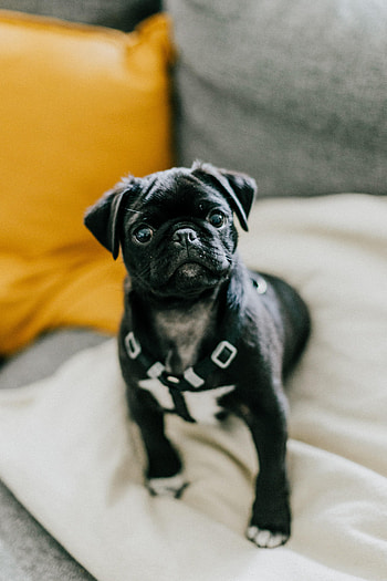 Animals, Dog, Pet, Puppy, Pug HD phone wallpaper