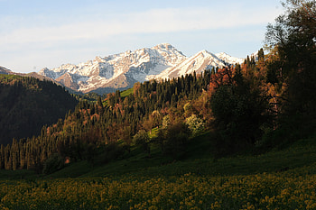Nature, Flowers, Trees, Mountains, Vertex, Tops, Slope HD wallpaper