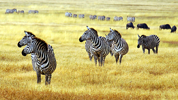 Arusha National Park, Zebras HD wallpaper