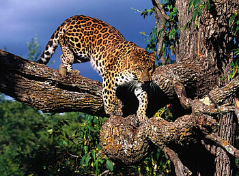 amur leopard, climbing, my home HD wallpaper