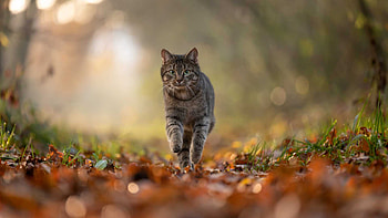 Black White Cat Is Running On Dry Leaves In Blur Background Cat HD wallpaper