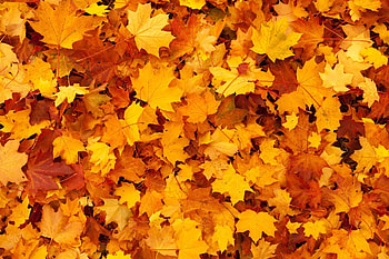 Yellow leaves, Nature's beauty, Backgrounds HD wallpaper