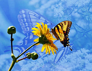 Monarch on yellow flower, monarch, blue butterfly background, butterfly, flower, landing, overlay, yellow and black HD wallpaper