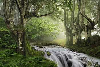 River in a Forest, waterfall, river, nature, forest HD wallpaper