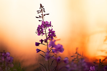 Flowers, Sunset, Violet, Flower, Petals, Blur, Smooth, Purple, Focus HD wallpaper