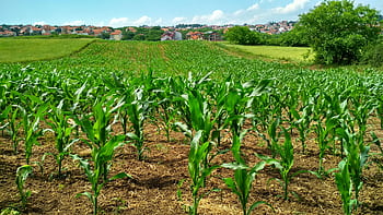 Vibrant cornfield in Beograd, Serbia, showcasing lush growth and suburban background. HD wallpaper