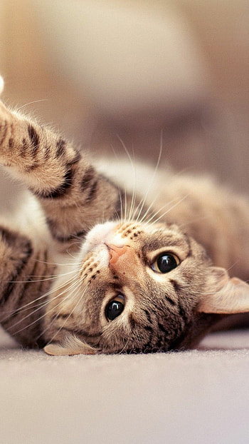 Cute cat companions, Mobile , Adorable, Pets HD phone wallpaper