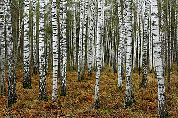 Birch tree , Tree birch tree, Birch tree HD wallpaper