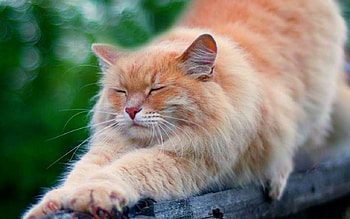 Stretching, cute, cat, pet, animals HD wallpaper