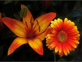 Orange Flowers, beautiful, flowers, orange HD wallpaper