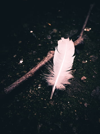 A delicate white feather resting on dark soil next to a twig, captured close-up. HD phone wallpaper