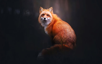 Fox Digital Art , fox, animals HD wallpaper