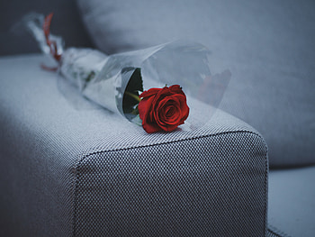 Flowers, Rose Flower, Rose, Sofa, Furniture HD wallpaper