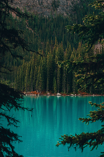 Nature, Water, Trees, Pine, Lake, Shore, Bank, Forest HD phone wallpaper