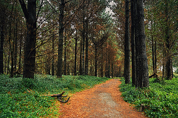 Nature, Trees, Pine, Forest, Path HD wallpaper