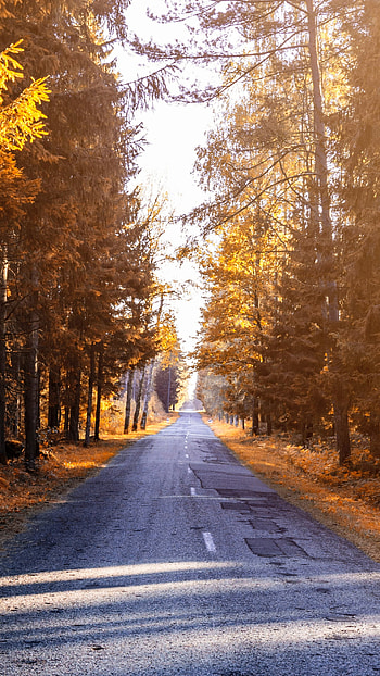 Autumn Road, fall, man made, road HD phone wallpaper